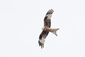 Red Kite, Oxfordshire, England, June 2021 - click for larger image