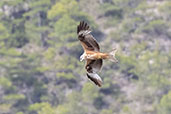 Red Kite, Aragon, Spain, May 2022 - click for larger image