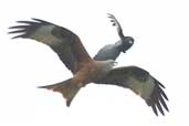 Red Kitebeing mobbed by Carrion Crow, Oxfordshire, England, February 2004 - click for larger image