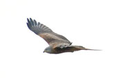 Red Kite, Oxfordshire, England, February 2004 - click for larger image