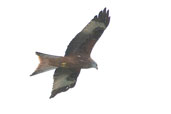 Red Kite, Oxfordshire, England, February 2004 - click for larger image