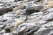 White-winged Snowfinch, Ordesa NP, Aragon, Spain, May 2022 - click for larger image