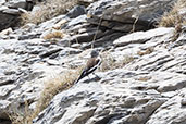 White-winged Snowfinch, Ordesa NP, Aragon, Spain, May 2022 - click for larger image