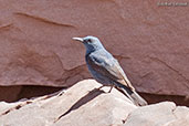 Male Blue Rock Thrush, Oukaimeden, Morocco, April 2014 - click for larger image