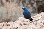 Male Blue Rock Thrush, Boumalne du Dades, Morocco, April 2014 - click for larger image