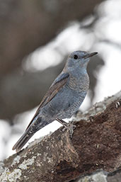 Blue Rock Thrush, Lake Langano, Ethiopia, January 2016 - click for larger image