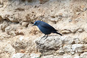 Male Blue Rock Thrush, Ronda, Spain, March 2017 - click for larger image