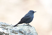 Male Blue Rock Thrush, Monfrague, Spain, March 2017 - click for larger image