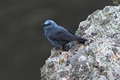 Male Blue Rock Thrush, Monfrague, Spain, May 2022 - click for larger image