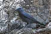 1st winter (?) male Blue Rock Thrush, Kato Zacro, Crete, October 2002 - click for larger image