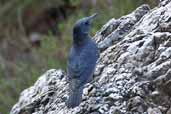1st winter (?) male Blue Rock Thrush, Kato Zacro, Crete, October 2002 - click for larger image