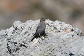 Female Blue Rock Thrush, Kato Zacro, Crete, October 2002 - click for larger image