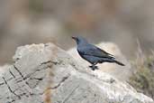 Male Blue Rock Thrush, Kato Zacro, Crete, October 2002 - click for larger image