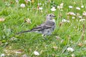 Immature Pied Wagtail, Great Blasket Island, Co. Kildare, Ireland, July 2005 - click for larger image