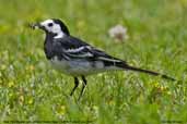 Male Pied Wagtail, Suffolk, England, September 2007 - click for larger image