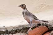 Juvenile Pied Wagtail, Suffolk, England, September 2007 - click for larger image