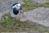 Female Pied Wagtail, Suffolk, England, September 2007 - click for larger image