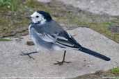 Female Pied Wagtail, Suffolk, England, September 2007 - click for larger image