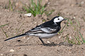 Pied Wagtail, Monks Eleigh, Suffolk, England, March 2012 - click for larger image