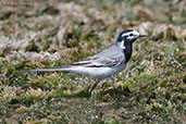 Moroccan Wagtail, Merzouga, Morocco, April 2014 - click for larger image