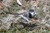 Moroccan Wagtail, Merzouga, Morocco, April 2014 - click for larger image