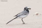 Moroccan Wagtail, Oued Massa, Morocco, April 2014 - click for larger image