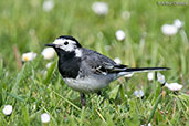 Pied Wagtail, Monks Eleigh, Suffolk, England, May 2015 - click for larger image