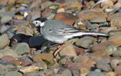 Pied Wagtail, Musselburgh, Scotland, September 2002 - click for larger image