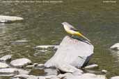  Grey Wagtail, River Tweed, Borders, Scotland, September 2005 - click for larger image
