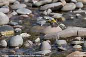  Grey Wagtail, River Tweed, Borders, Scotland, September 2005 - click for larger image