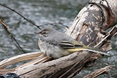 Juvenile Grey Wagtail, River Spey, Kingussie, Scotland, June 2012 - click for larger image