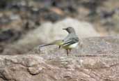  Grey Wagtail, Tyninghame, East Lothian, Scotland, June 2002 - click for larger image