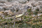 Yellow Wagtail, Merzouga, Morocco, May 2014 - click for larger image