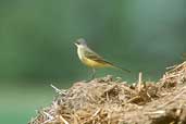 Yellow Wagtail, Lac de Madine, Lorraine, France, May 2002 - click for larger image