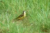 Yellow Wagtail, Lac de Madine, Lorraine, France, May 2002 - click for larger image
