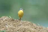 Yellow Wagtail, Lac de Madine, Lorraine, France, May 2002 - click for larger image