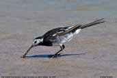 Pied Wagtail, Dingle Peninsula, Co. Kildare, Ireland, July 2005 - click for larger image