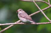 Spotted Flycatcher, County Carlow, Ireland, July 2002 - click for larger image