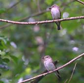 Spotted Flycatcher, County Carlow, Ireland, July 2002 - click for larger image