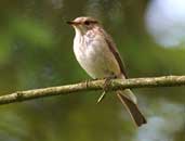 Spotted Flycatcher, Loch of Kinnordy, Angus, Scotland, July 2002 - click for larger image