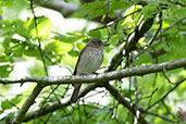 Spotted Flycatcher, Bradfield Wood, Suffolk, England, June 2021 - click for larger image