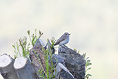 Spotted Flycatcher, Aragon, Spain, May 2022 - click for larger image