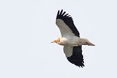 Egyptian Vulture, Monfrague NP, Spain, March 2017 - click for larger image