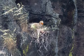 Egyptian Vulture, Monfrague NP, Spain, May 2022 - click for larger image