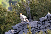 Egyptian Vulture, Aragon, Spain, May 2022 - click for larger image