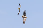 Egyptian Vulture, Aragon, Spain, May 2022 - click for larger image