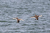 Red-crested Pochard, Coto Donana, Spain, March 2017 - click for larger image