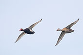 Red-crested Pochard, Coto Donana, Spain, March 2017 - click for larger image