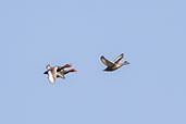 Red-crested Pochard, Coto Donana, Spain, May 2022 - click for larger image