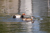 Red-crested Pochard, Coto Donana, Spain, May 2022 - click for larger image